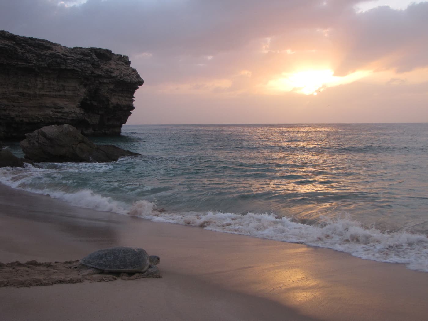 A green turtle on the beach at Ras al Jinz