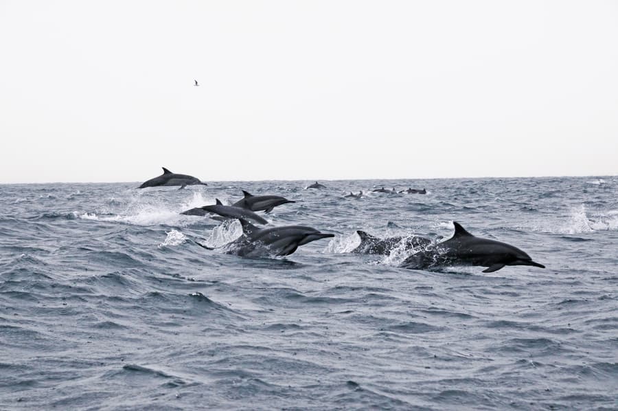 Dolphins leaping beside a boat off the coast of Oman