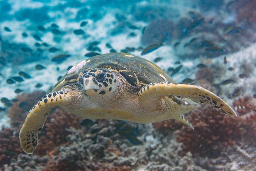 A sea turtle swimming over a coral reef